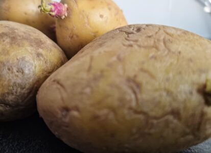 Aardappel, internet, informatie, voedsel, aardappels, potatoes